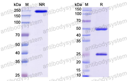 Валидация SDS-PAGE - AntibodySystem DHF11803
