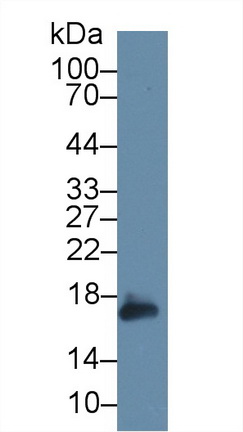 14745