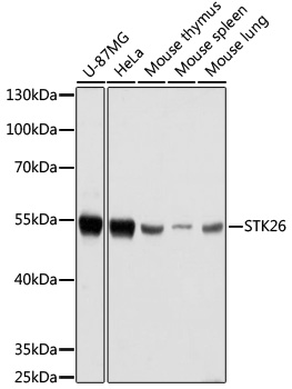 Валидация Elabscience E-AB-66845