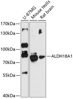 Валидация Elabscience E-AB-90385