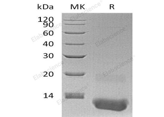 Валидация Elabscience PKSH032300(2799)
