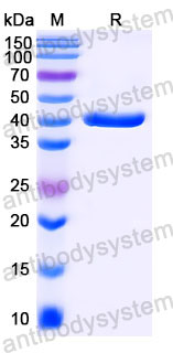 Валидация SDS-PAGE - AntibodySystem RHF19801