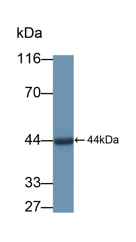 59366