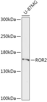 Валидация Elabscience E-AB-61029