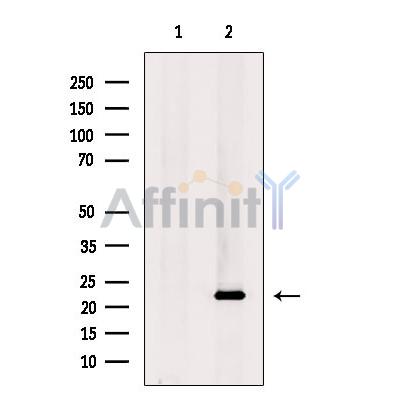 Валидация Affinity DF8939 - 21094