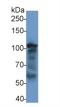 14808