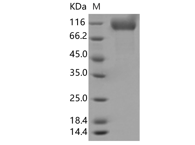 Валидация Elabscience PKSV030349(6083)