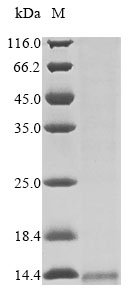 SDS-PAGE
