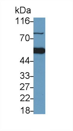 39599