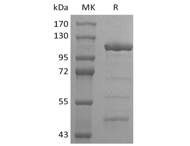 Валидация Elabscience PKSR030466(5776)