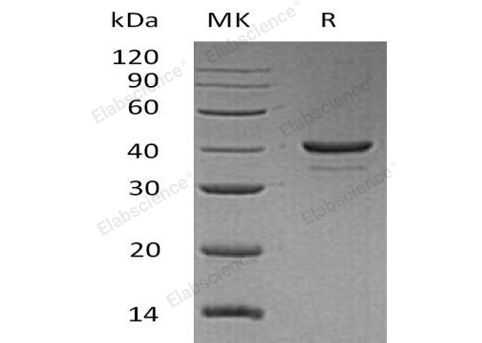 Валидация Elabscience PKSH032992(3380)