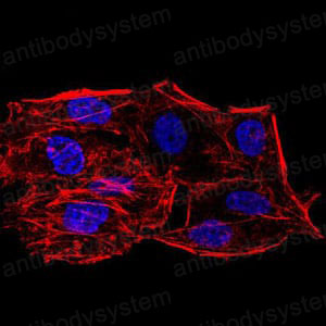 Валидация IF - AntibodySystem RHJ22903 (1378)