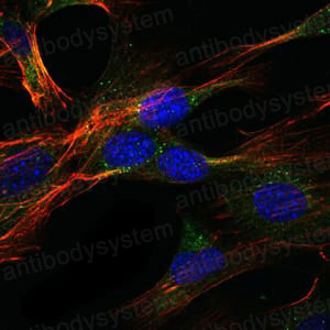 Валидация IF - AntibodySystem RHA19405