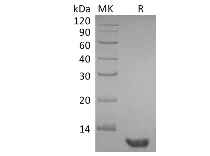 Валидация Elabscience PKSH033687(3968)