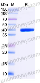 Валидация SDS-PAGE - AntibodySystem RMK30501
