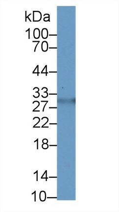 14449