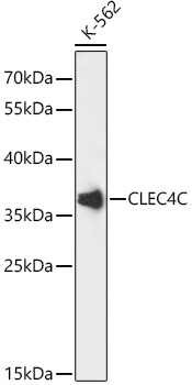 Валидация Elabscience E-AB-90647