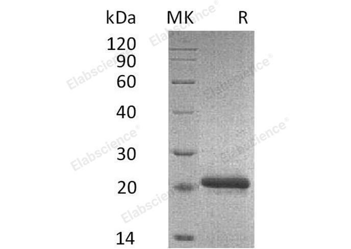 Валидация Elabscience PKSM041160(5070)