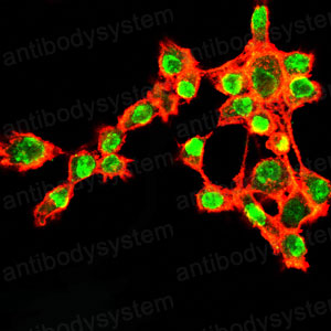 Валидация IF - AntibodySystem RHE46102 (863)