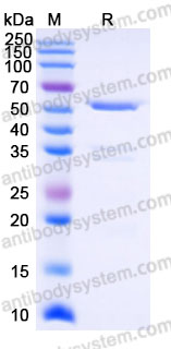 YHF03802, SDS-PAGE
