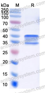 EHD38903, SDS-PAGE