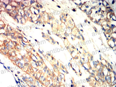 Валидация AntibodySystem RHC26001 (834)