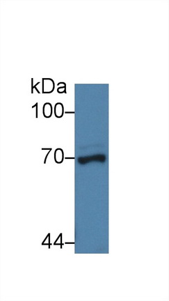 9529
