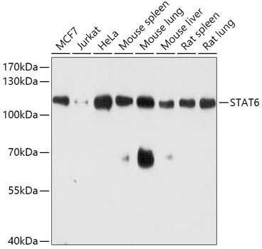 Валидация Elabscience E-AB-65706
