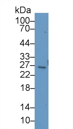9186