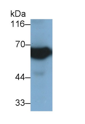 30664