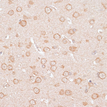 Валидация Elabscience E-AB-64894