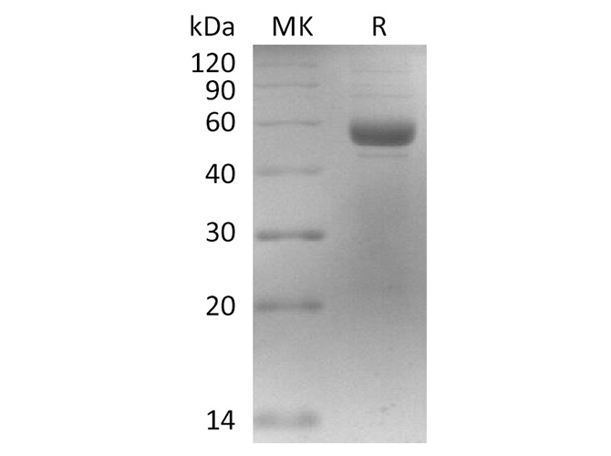 Валидация Elabscience PKSR030474(5778)