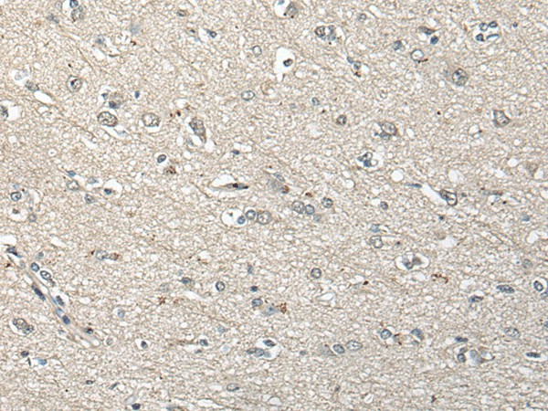 Валидация Elabscience E-AB-17833