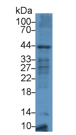 13052
