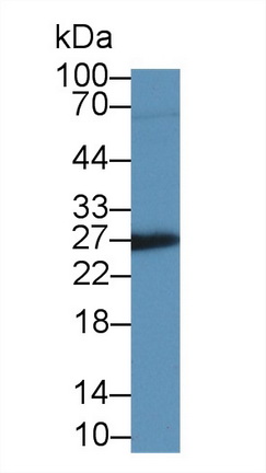 14829