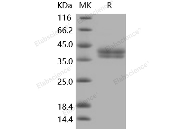 Валидация Elabscience PKSM040916(4862)
