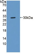 38560