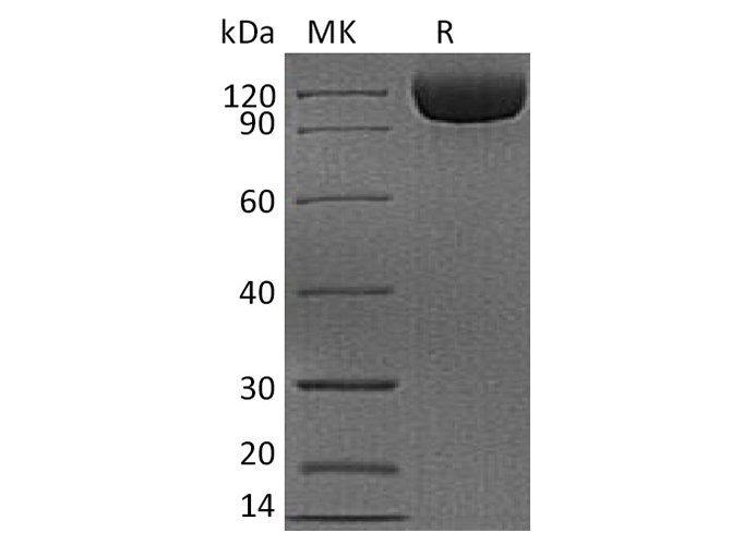 Валидация Elabscience PKSH033695(3975)