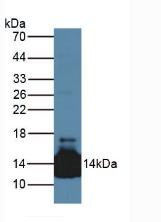1113