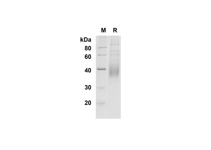 Валидация Elabscience PDMM100137(1097)