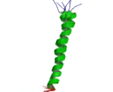 Urocortin 1 (UCN1)
