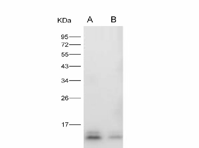 Валидация Elabscience E-AB-V1333
