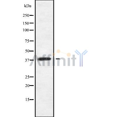Валидация Affinity DF10039 - 5495