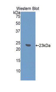 50807
