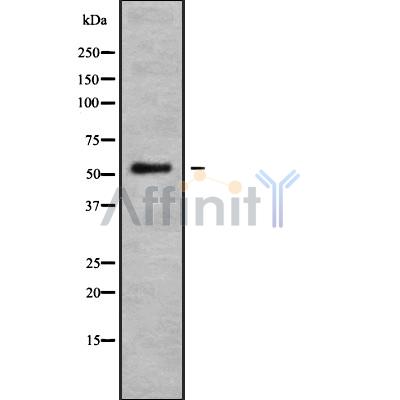 Валидация Affinity DF9545 - 22200