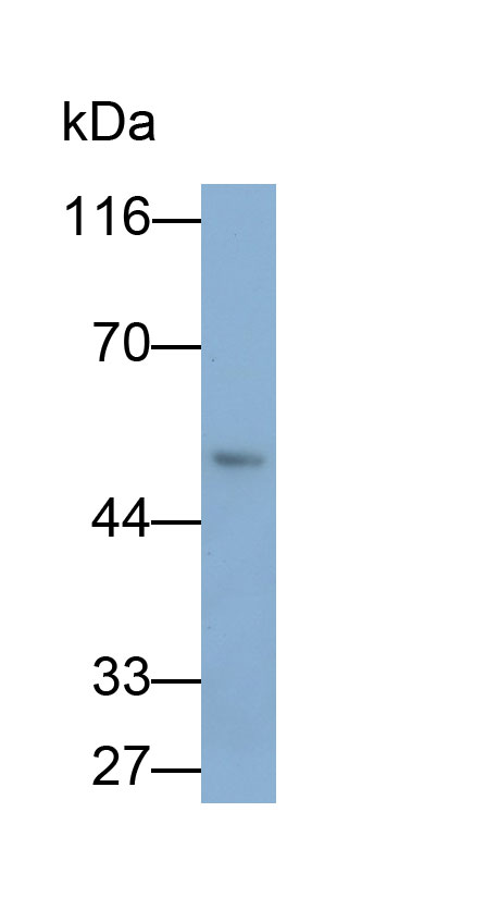 33198