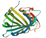 Neutrophil Gelatinase Associated Lipocalin (NGAL)