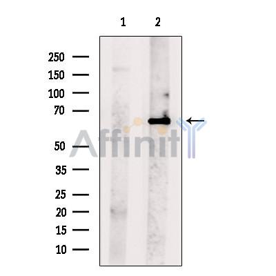 Валидация Affinity AF6933 - 4117