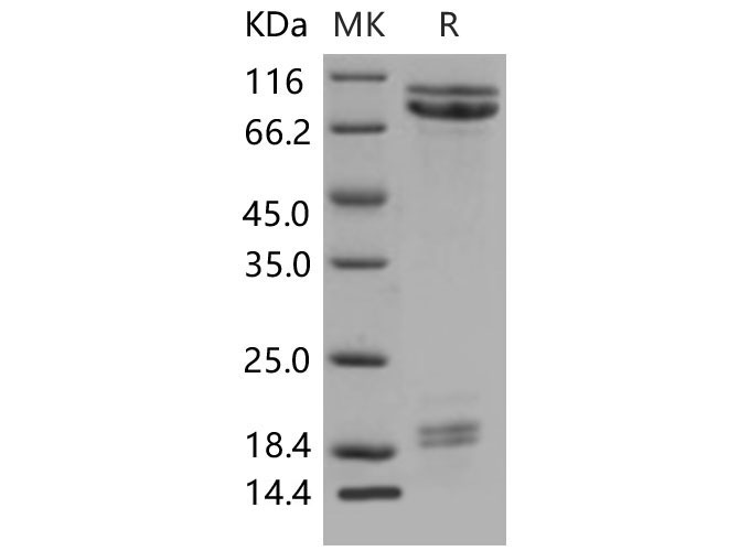 Валидация Elabscience PKSM040553(4542)