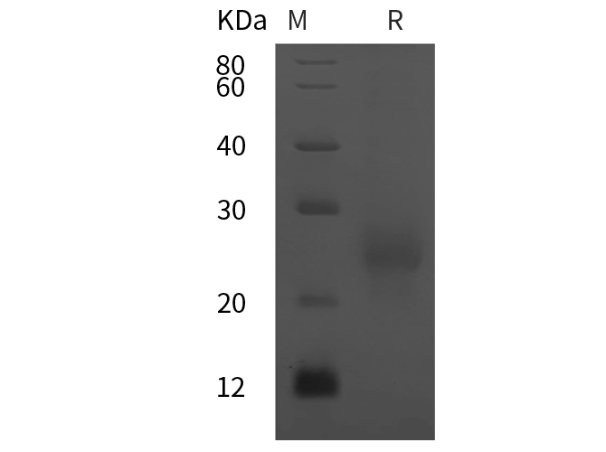 Валидация Elabscience PDMH100093(796)